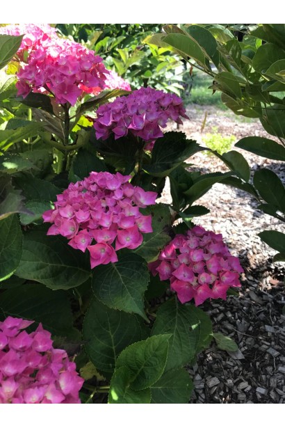 Hydrangea Macrophylla Hornli в повному розквіті, квітки нижньо-рожевого кольору.